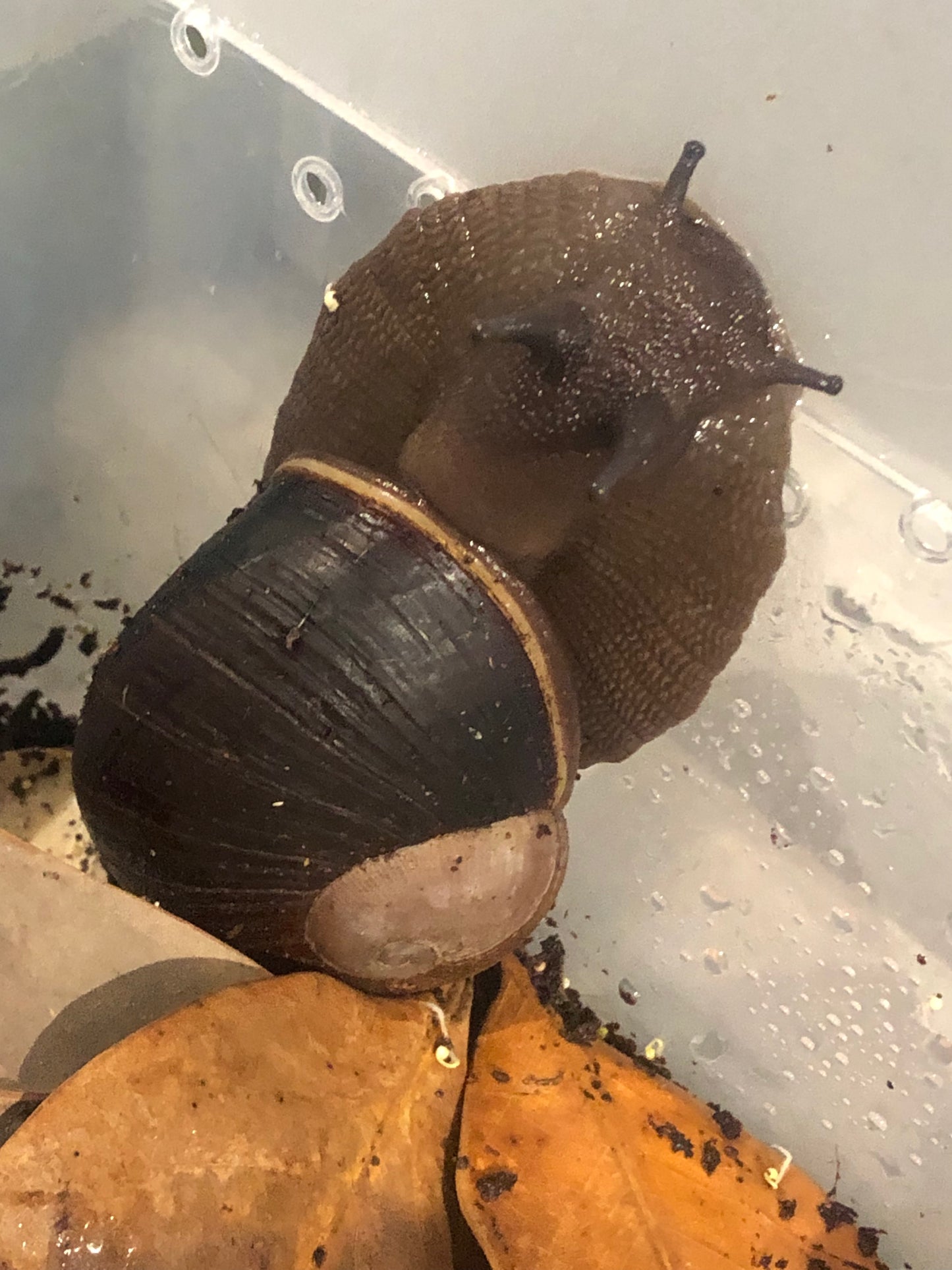 Helicophanta bicingulata Madagascar