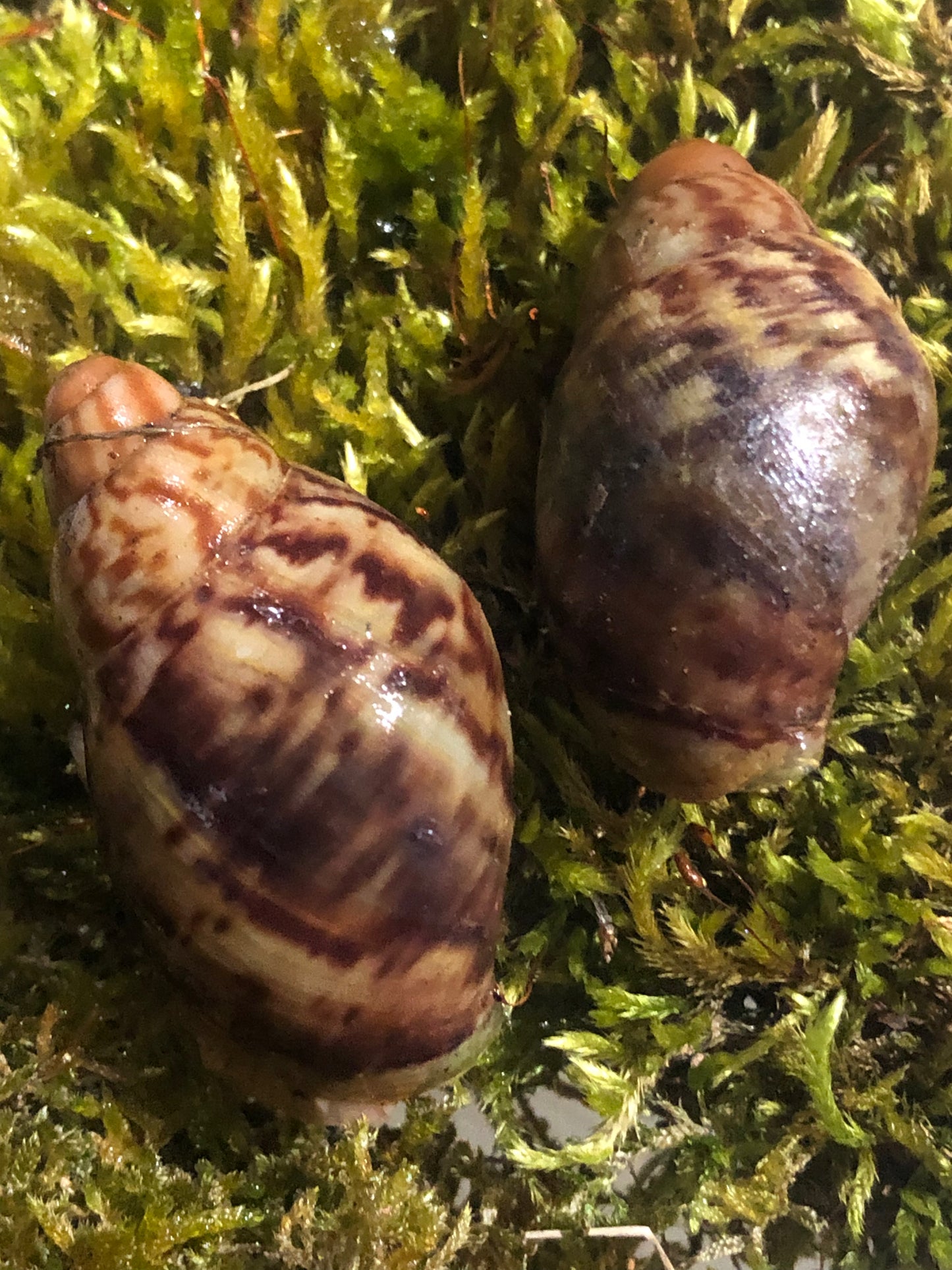 Archachatina Porphyrostoma pied cappuccino