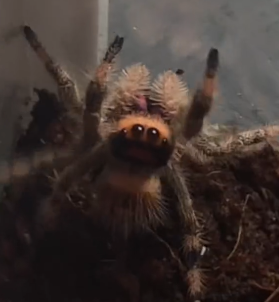 Fiche technique phidippus régius