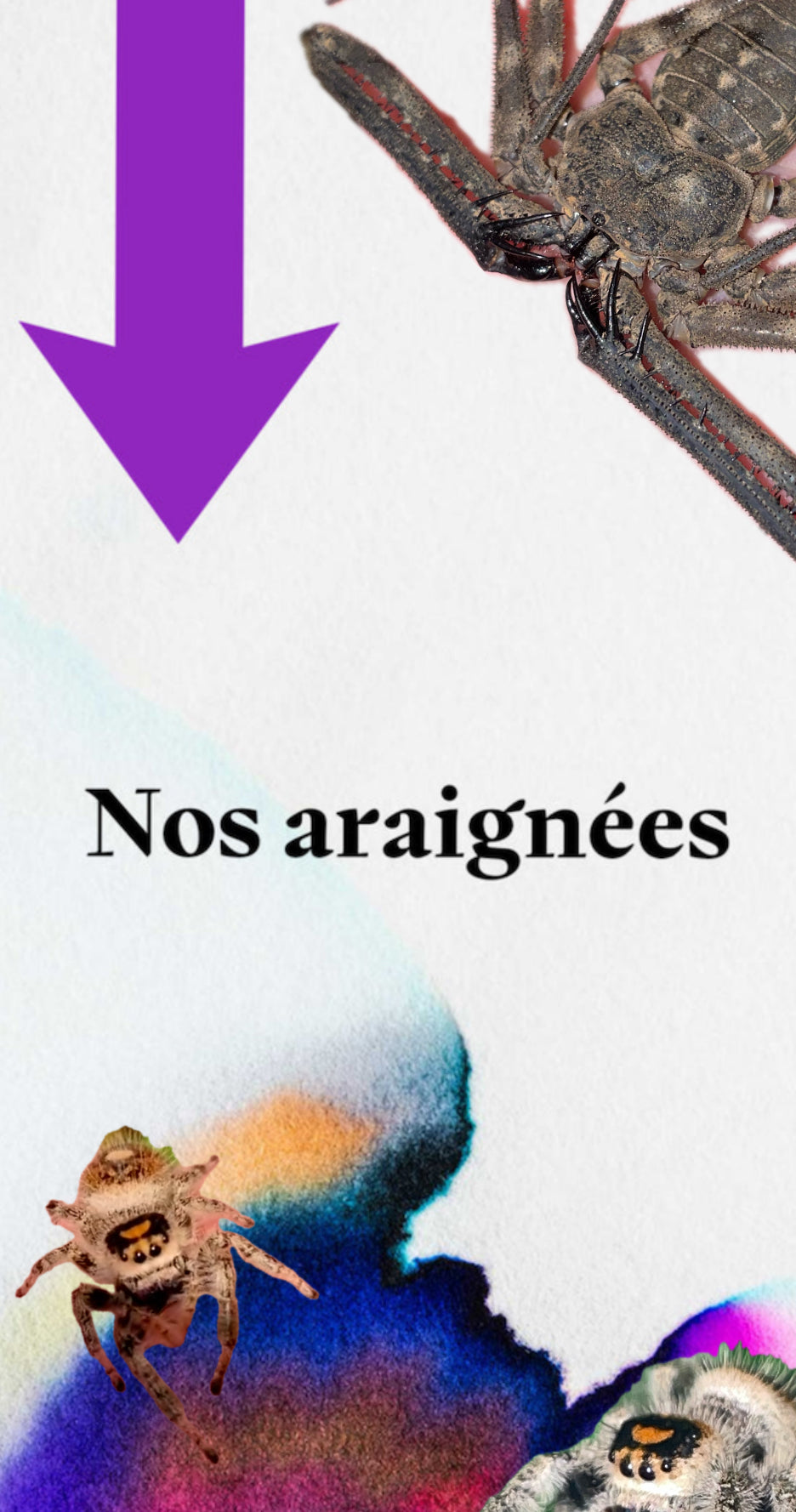 Arachnides  / Araignées