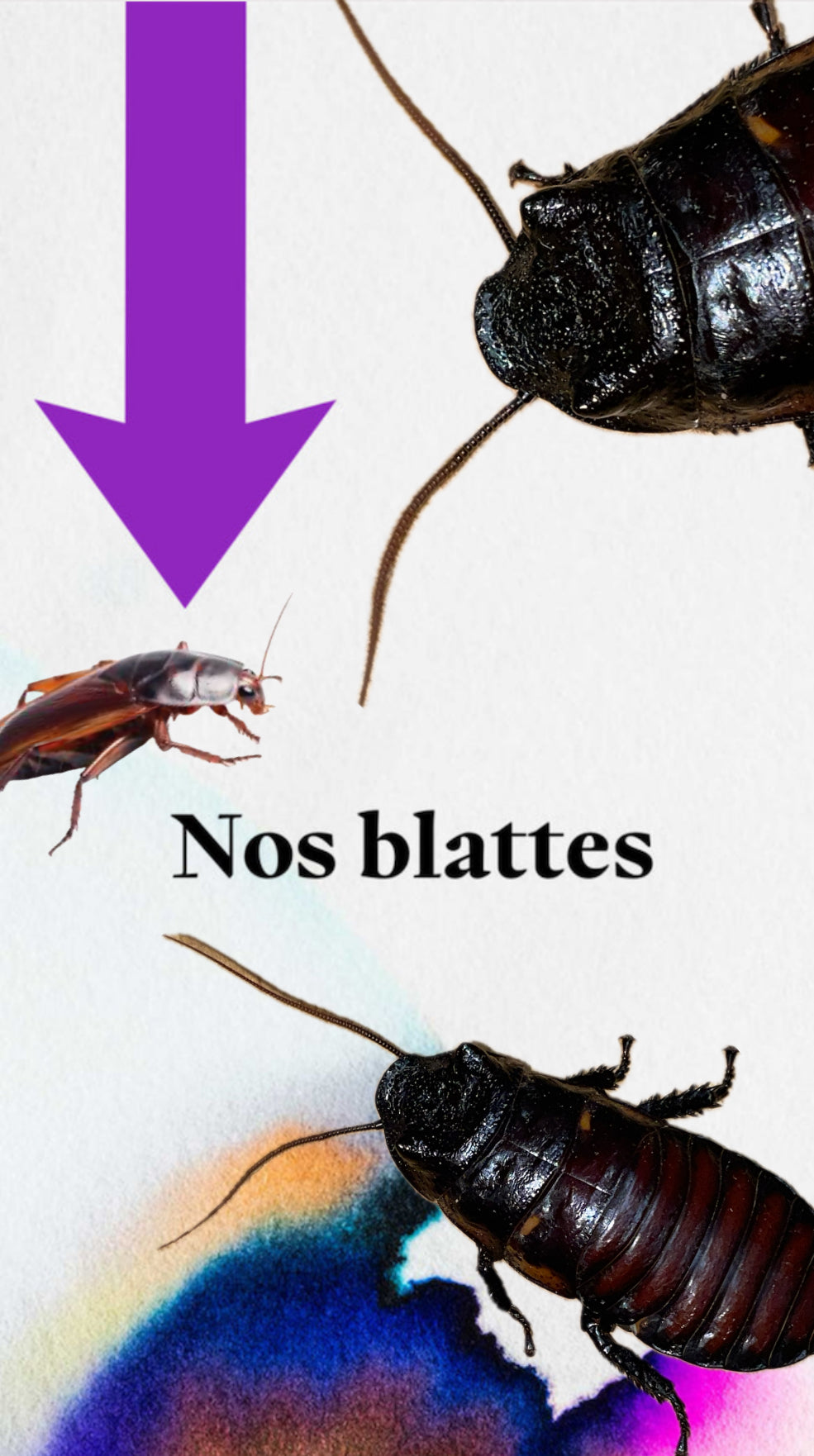 Blattes d'élevage
