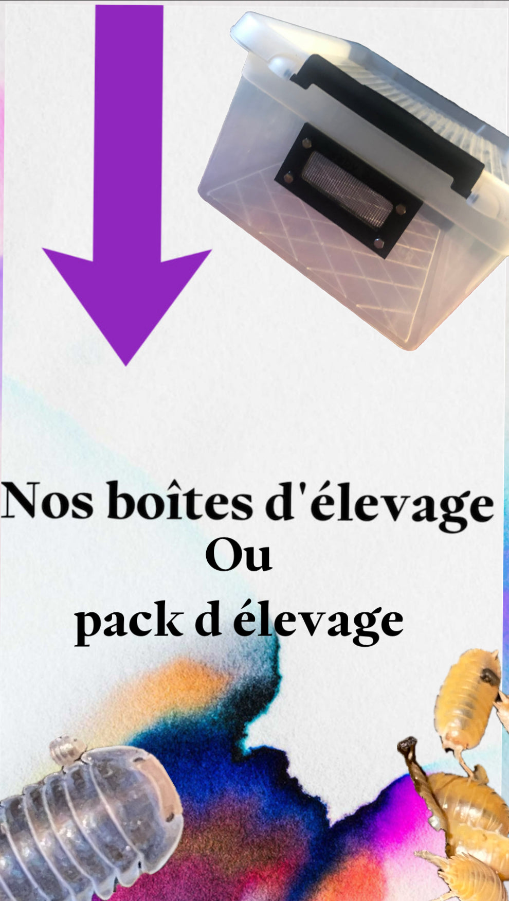Nos boîtes d’élevage ou box