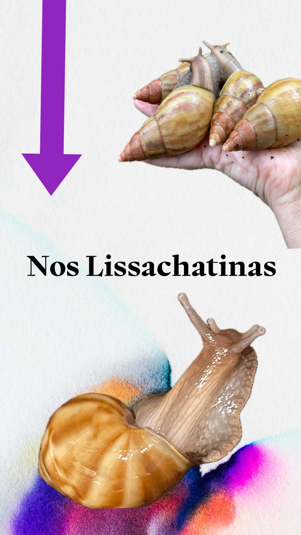 Lissachatina