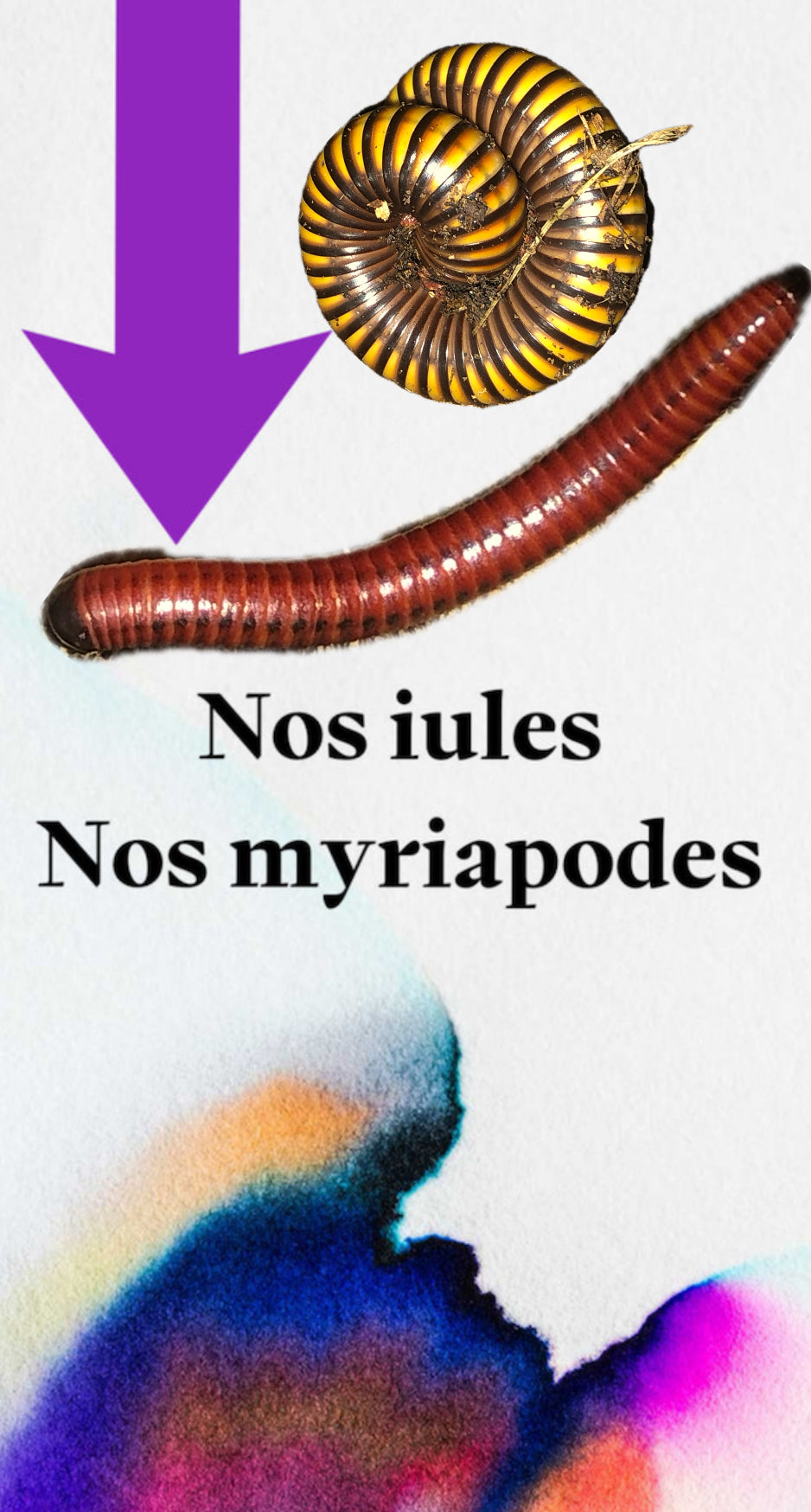 myriapodes / iules