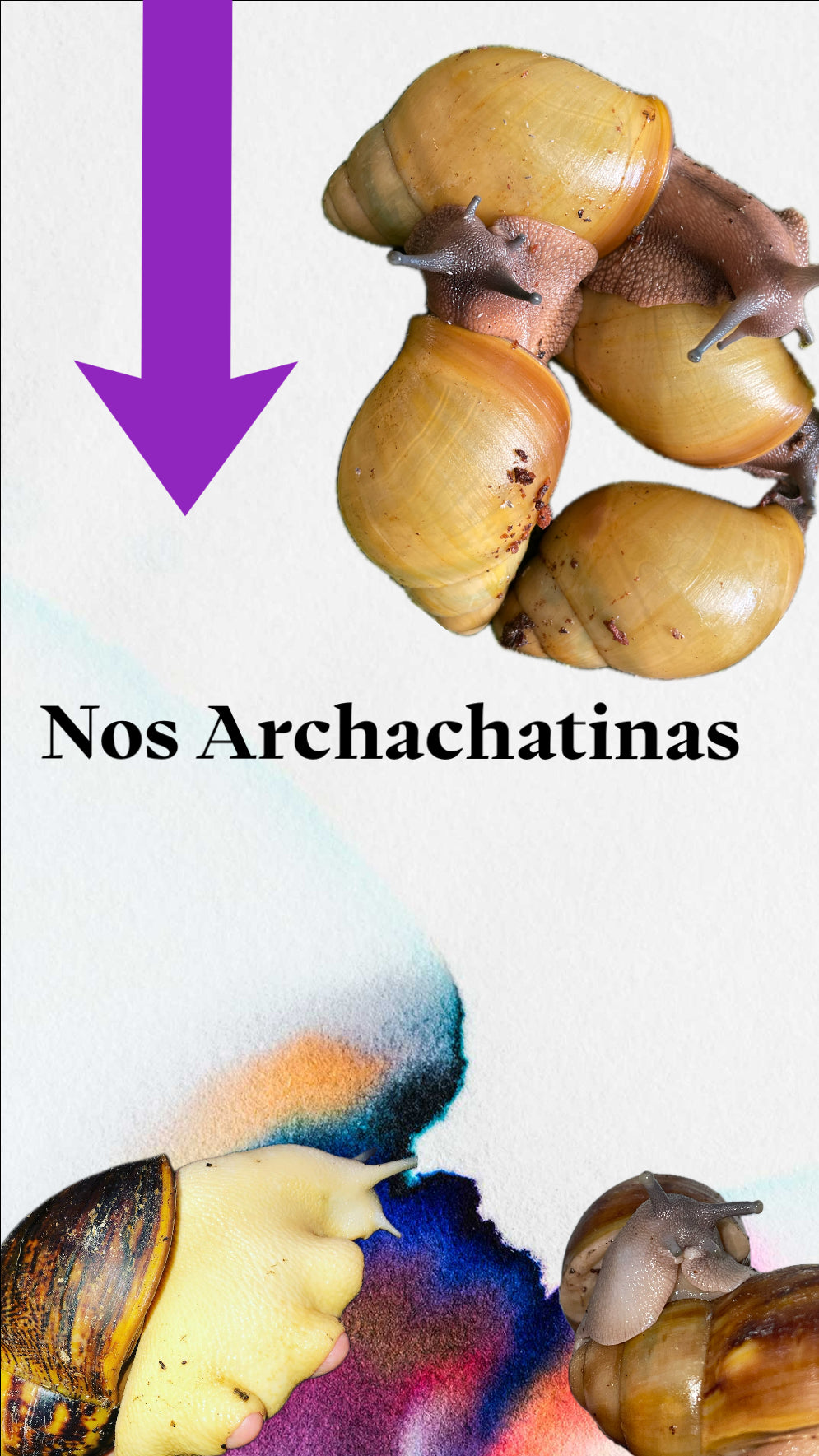 Archachatinas