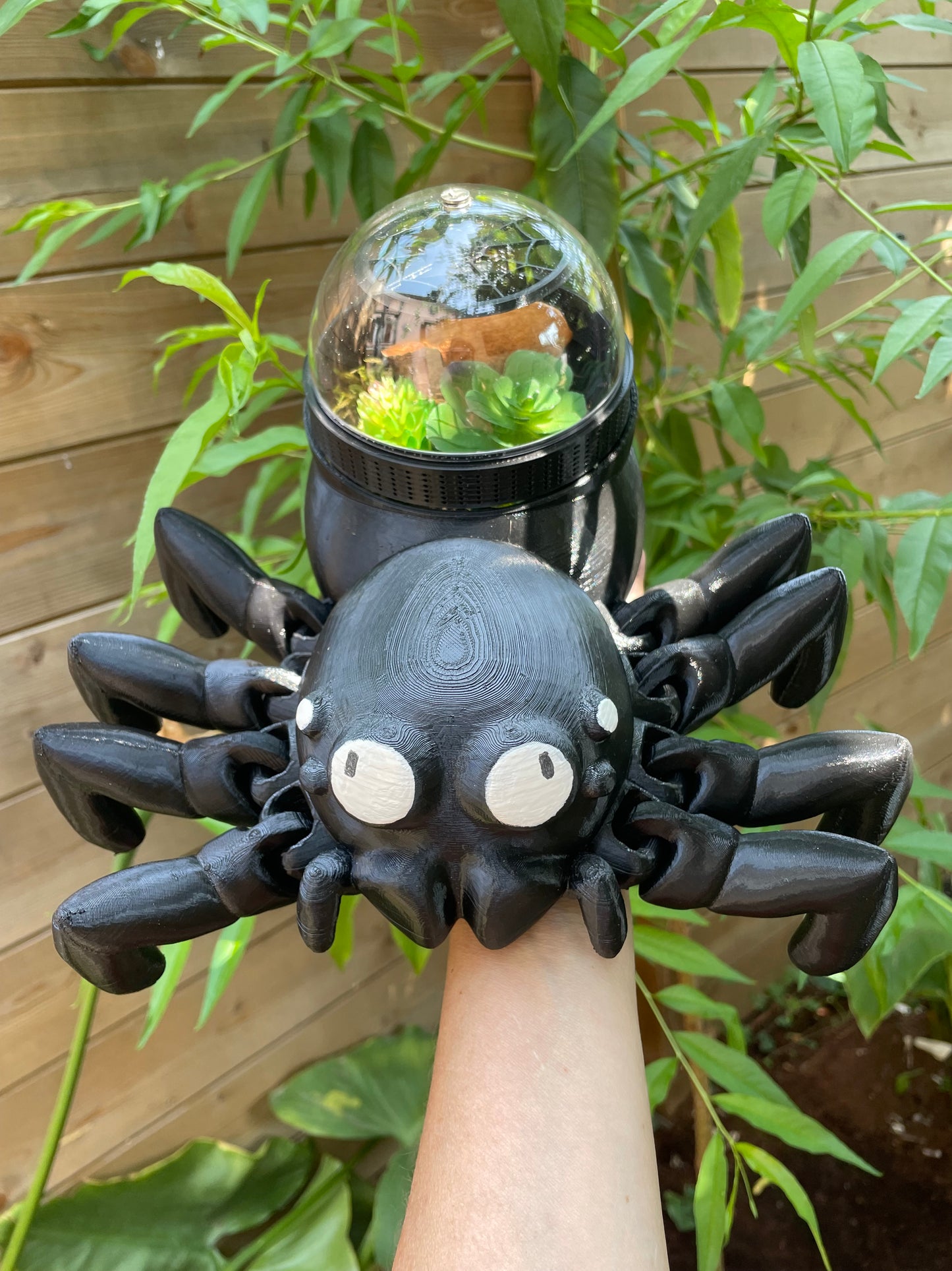 terrarium pour araignée sauteuse