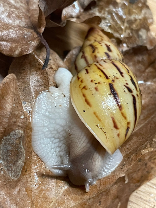 lissachatina ireadelei classique