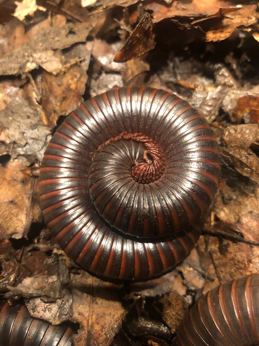 Operasjon Mardonius myriapodes / iules – Hobby snail
