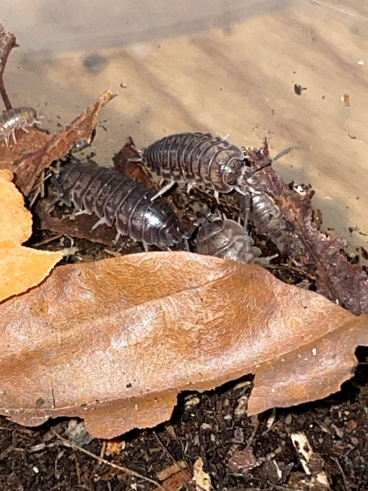 Cylisticus Conuexux