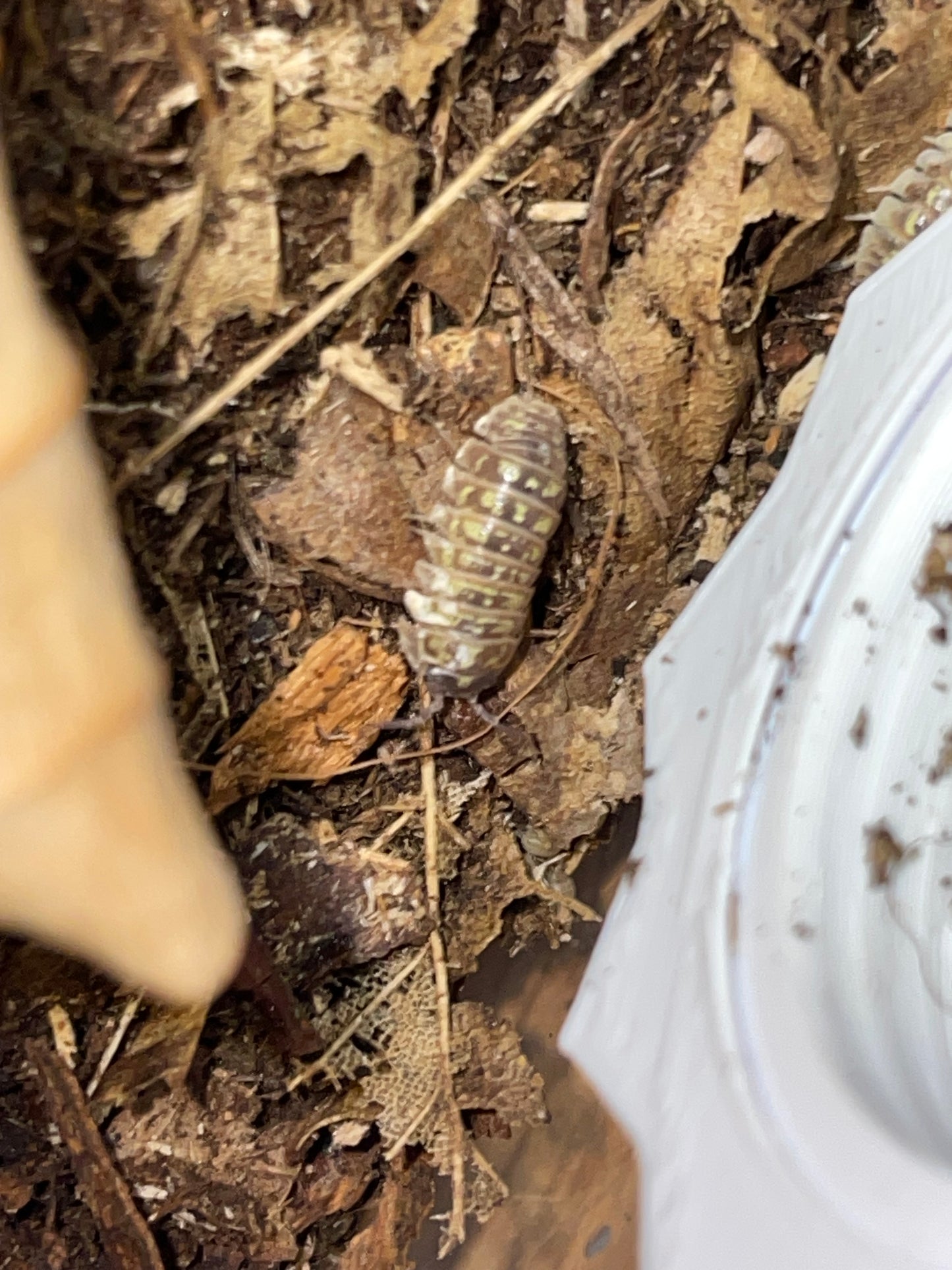 Armadilidium Versicolor slovenia