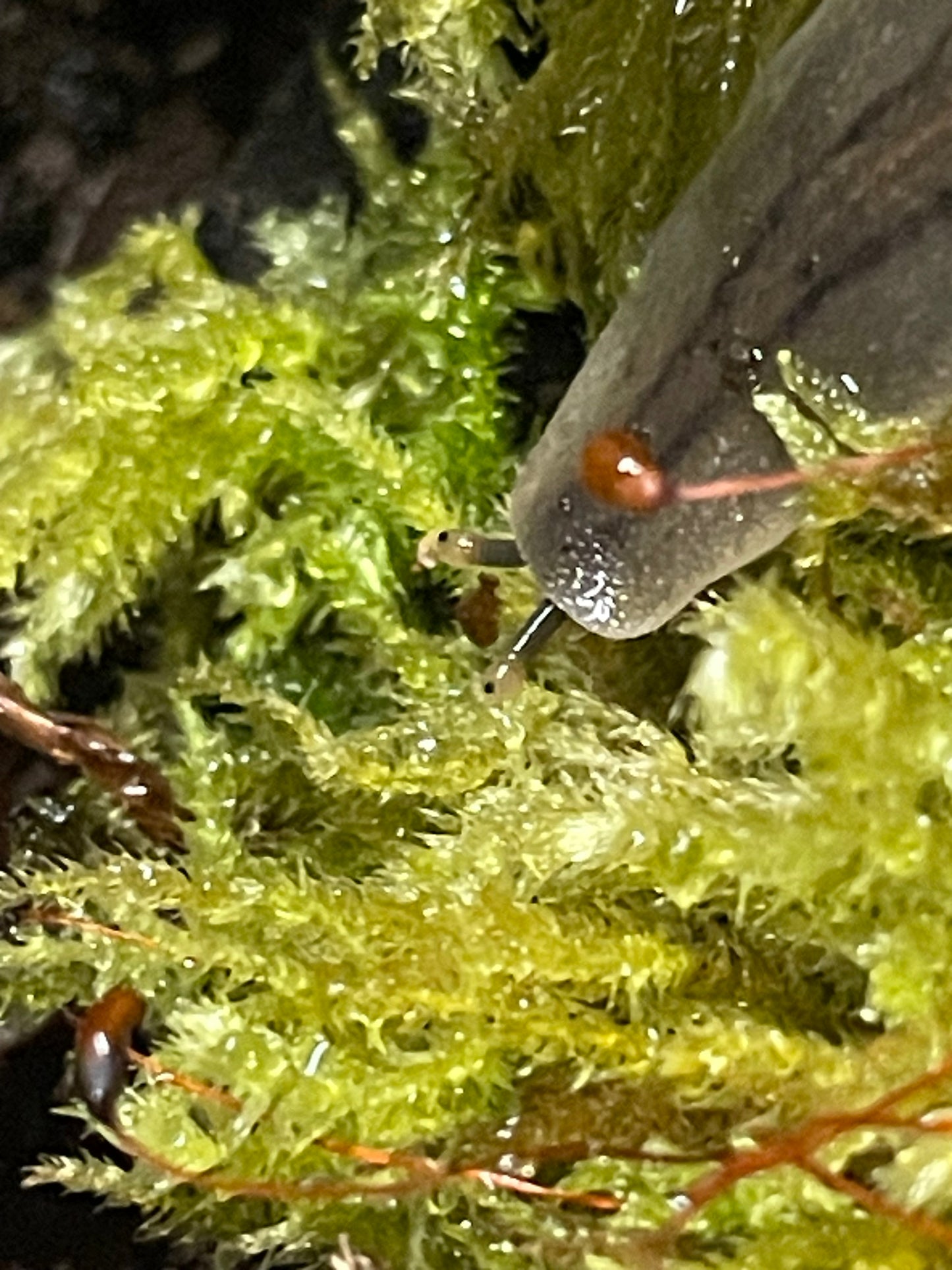 Veronicellia Sloanei