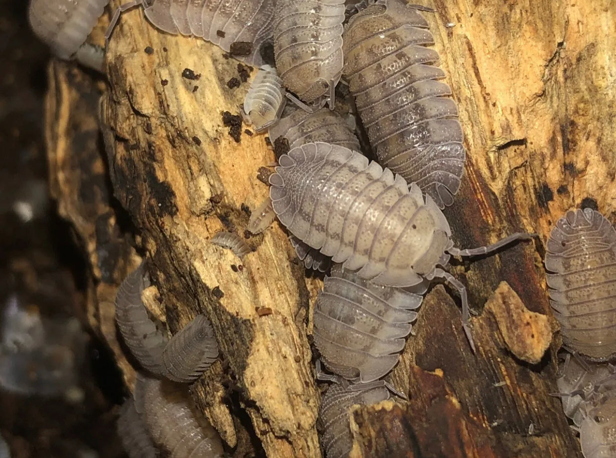 Armadillidium murina