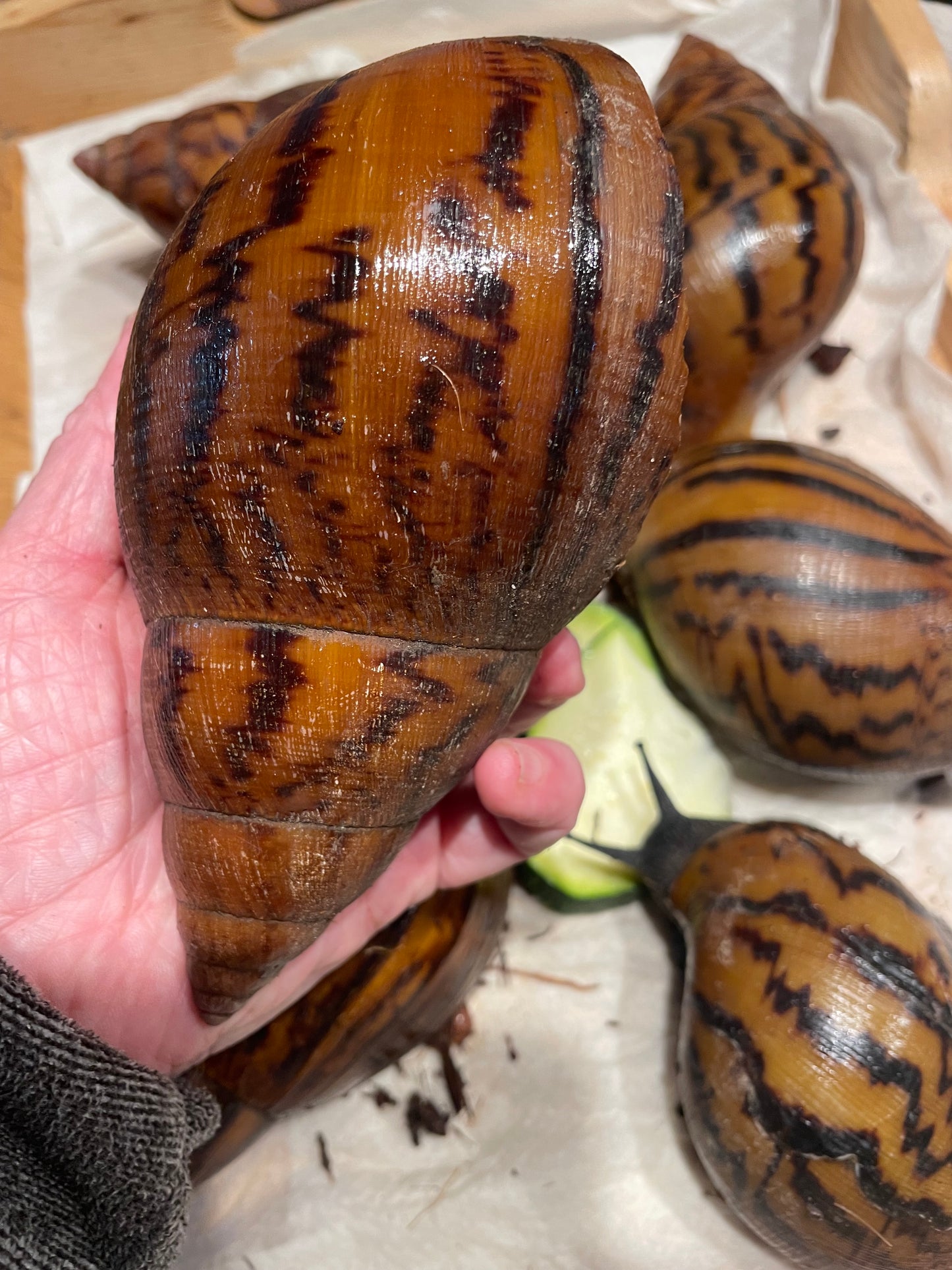 Achatina achatina "gana gana"