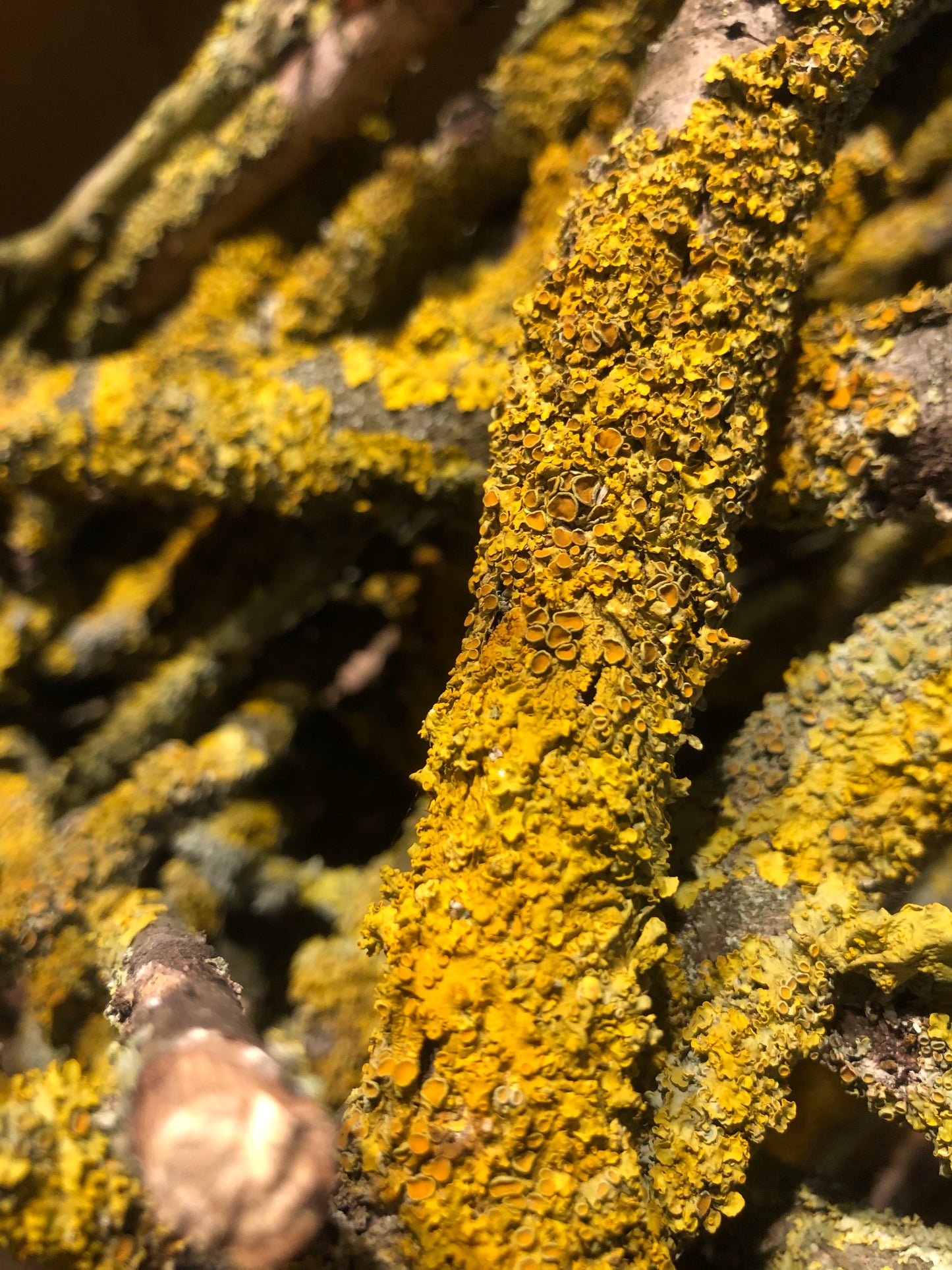 Yellow/green lichen