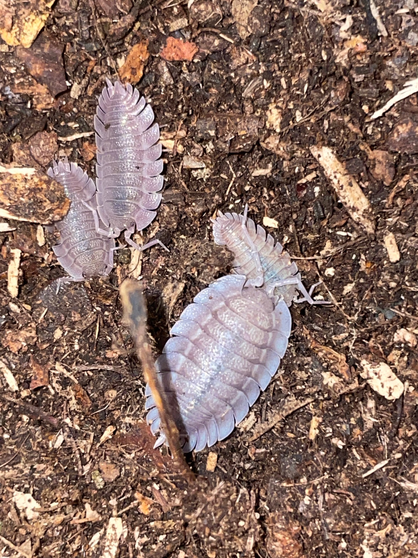 Porcellio Spatulatus