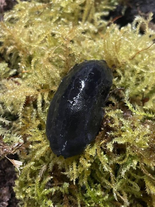 Laevicaulis sp Ghana black