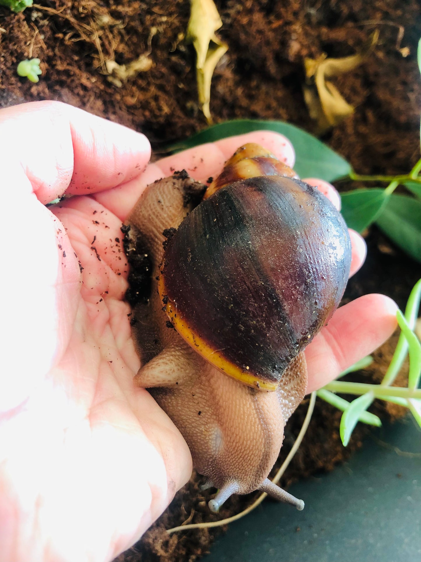 Archachatina Puylaerty pied classique