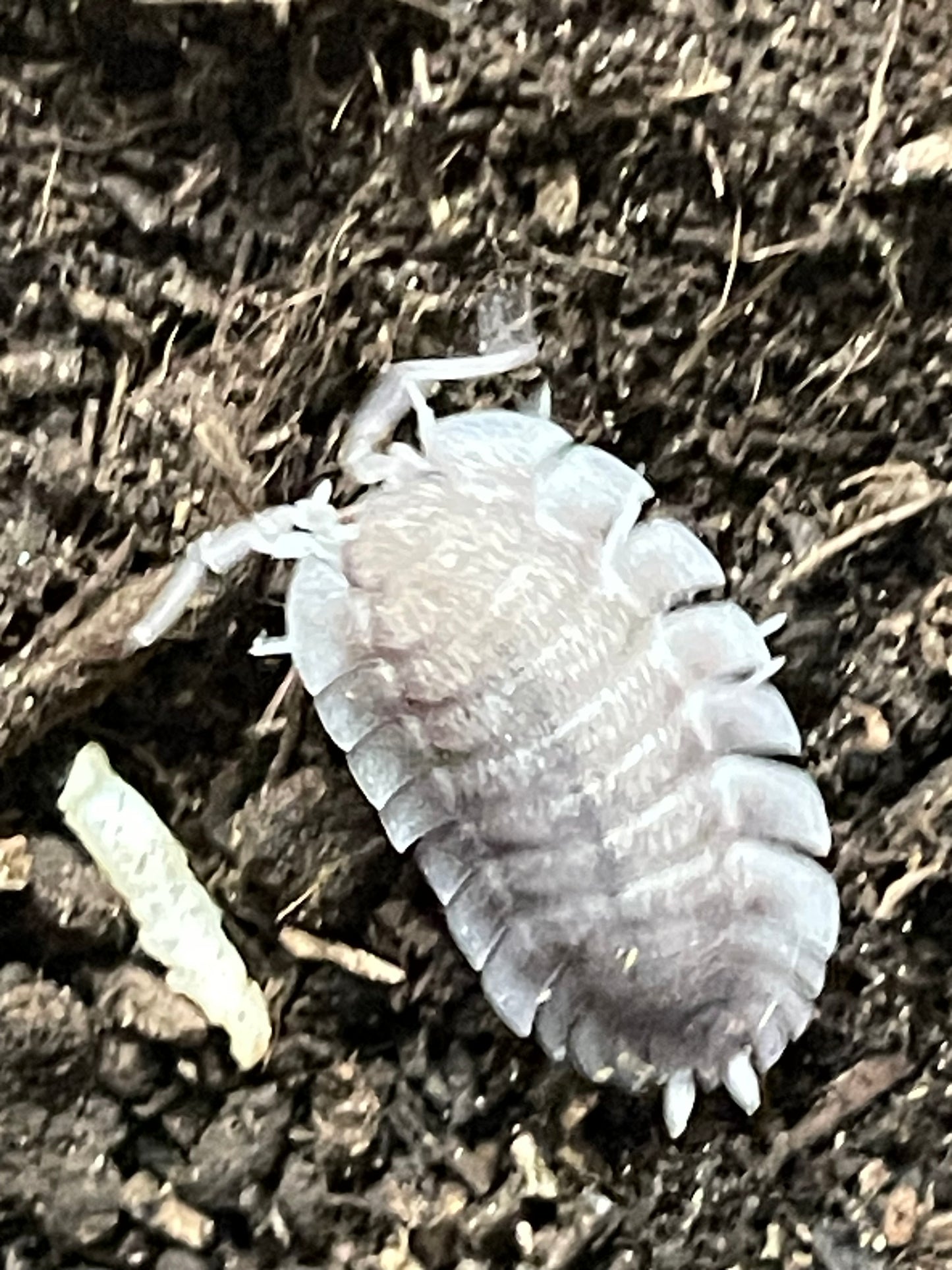 Porcellio Spatulatus