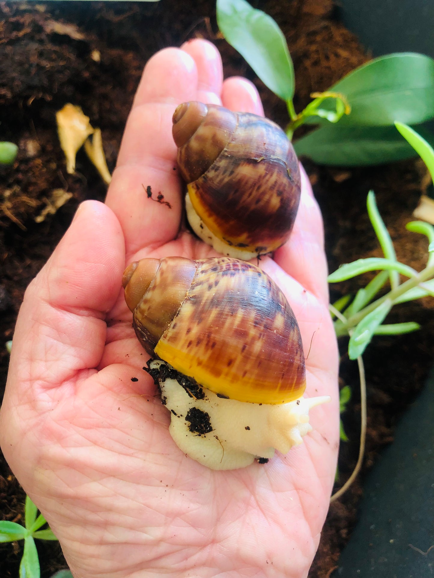 Archachatina Puylaerty albinos