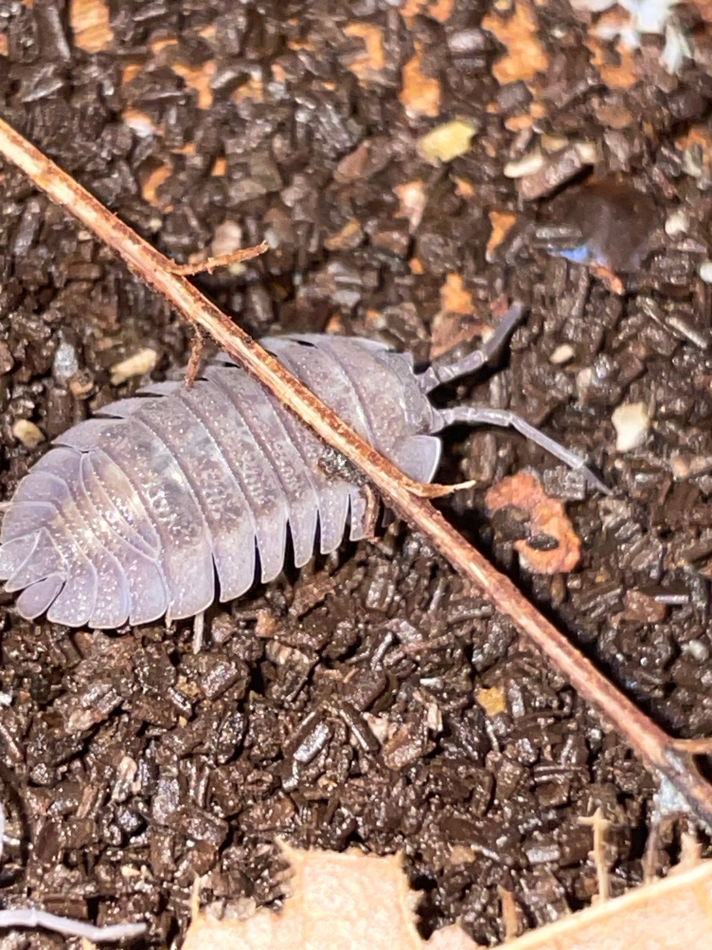 Armadillidium murina