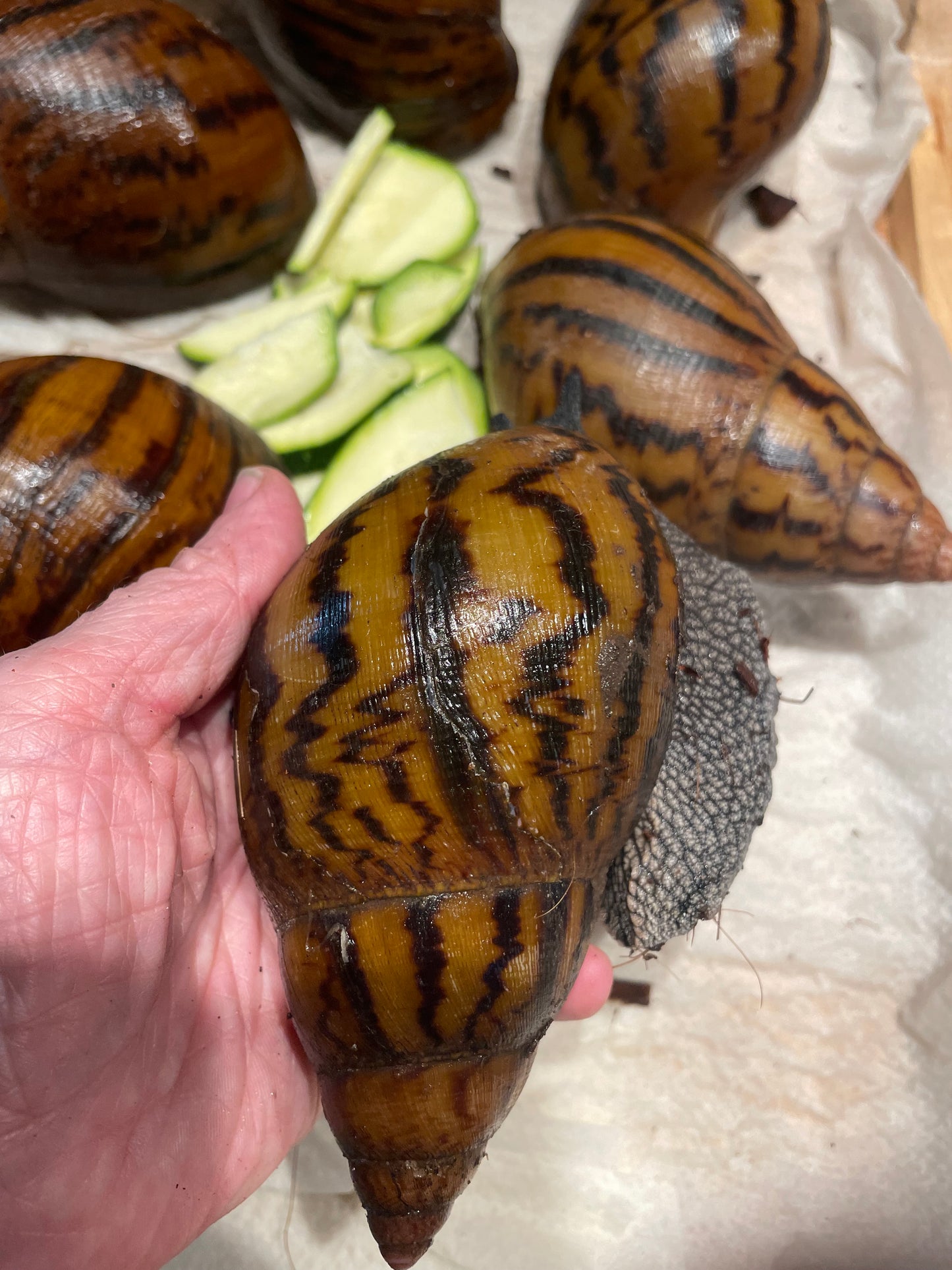 Achatina achatina "gana gana"