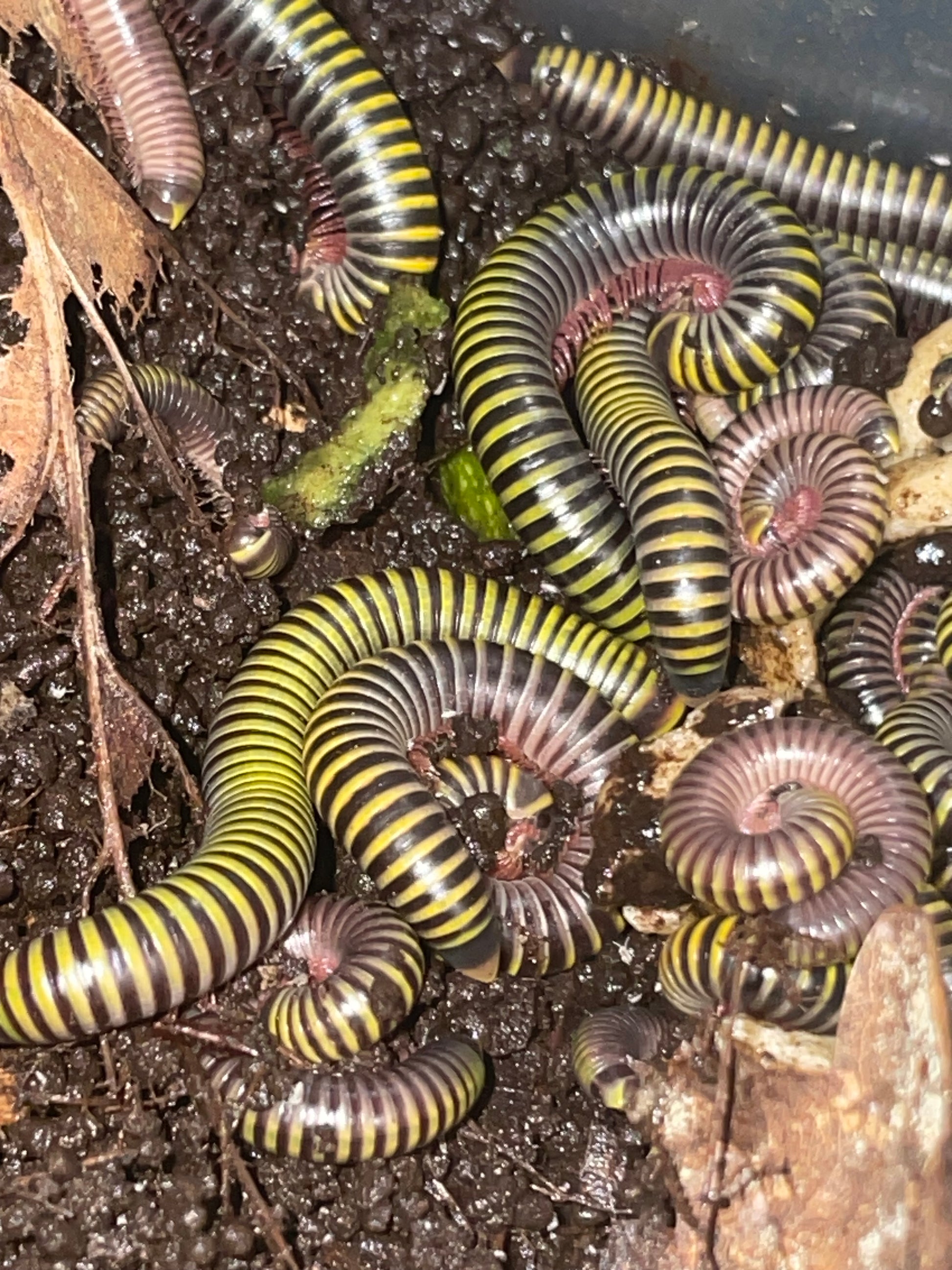 anadenobolus morilicornis