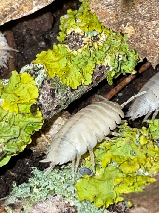 Porcellio Leavis White