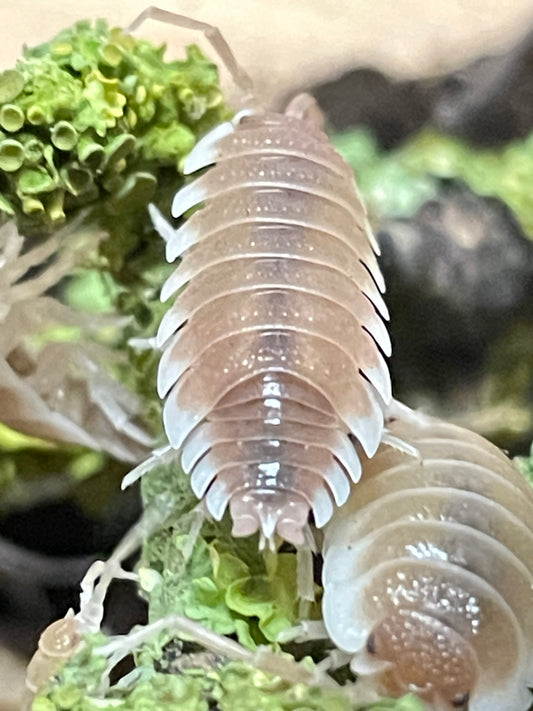 Porcellio Hoffmanseggi sevilla caramel