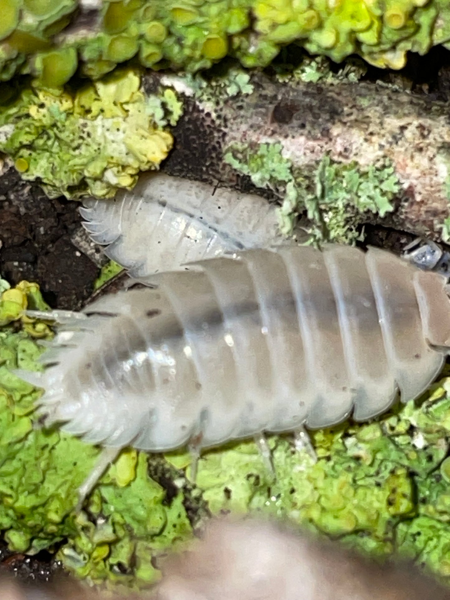Porcellio Leavis White