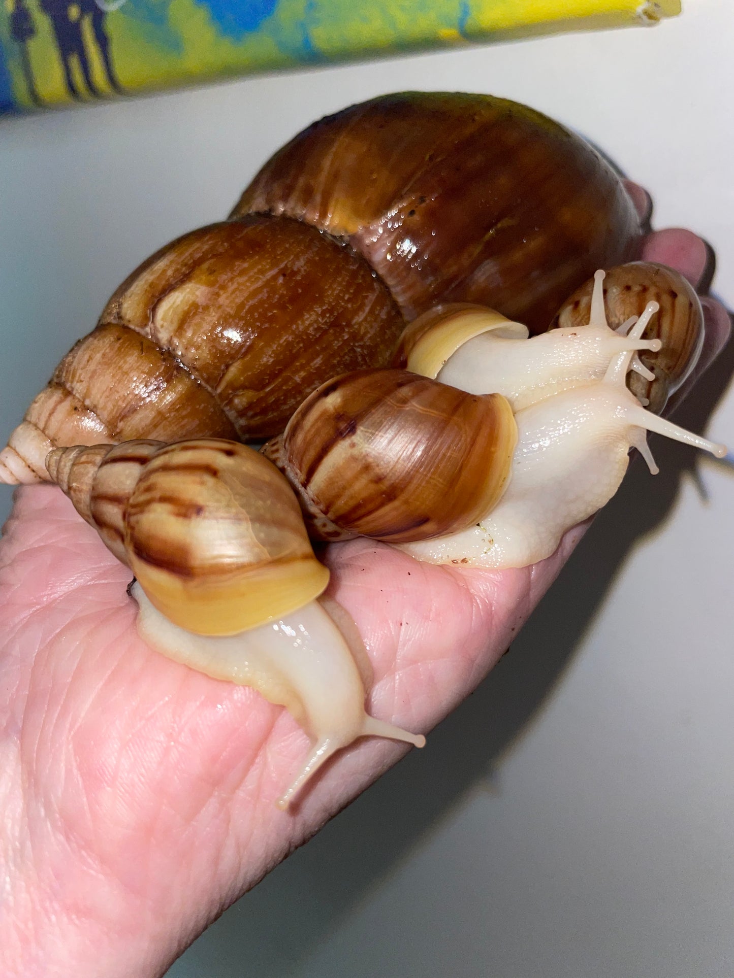 Lissachatina fulica white jade coquille clair