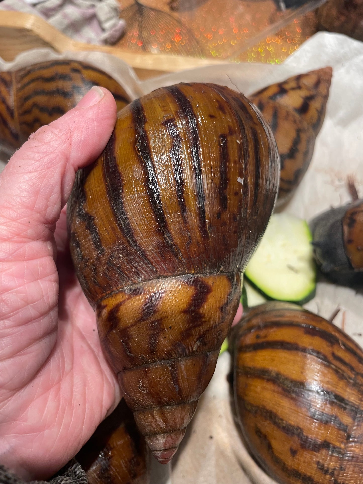 Achatina achatina "gana gana"