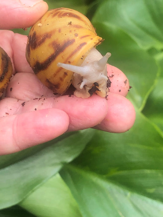 archachatina marginata Ovum albina shell pied Silver – Hobby snail