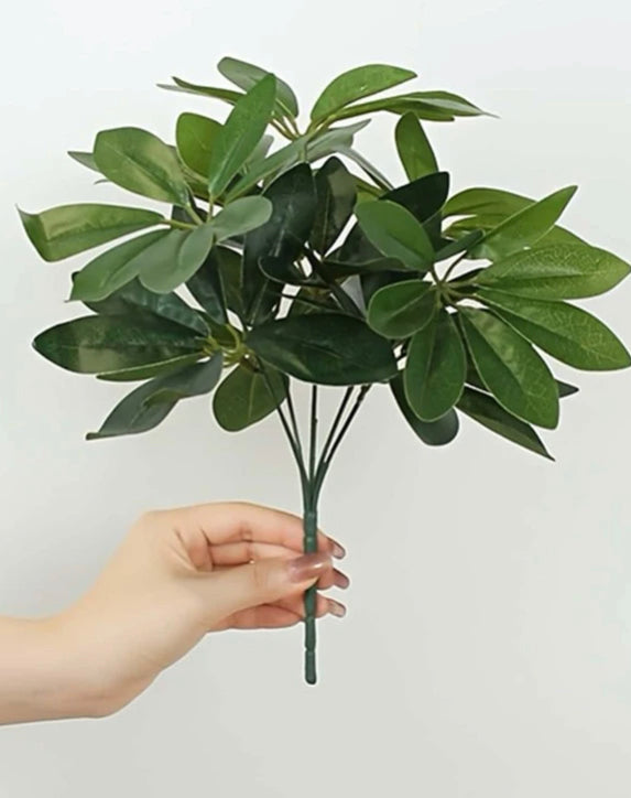 plant leaves