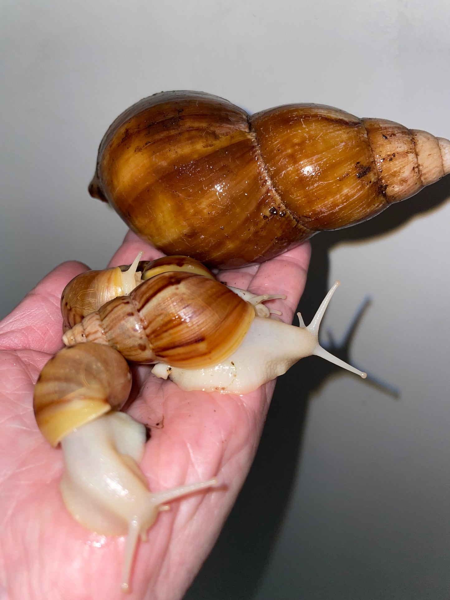 Lissachatina fulica white jade coquille clair