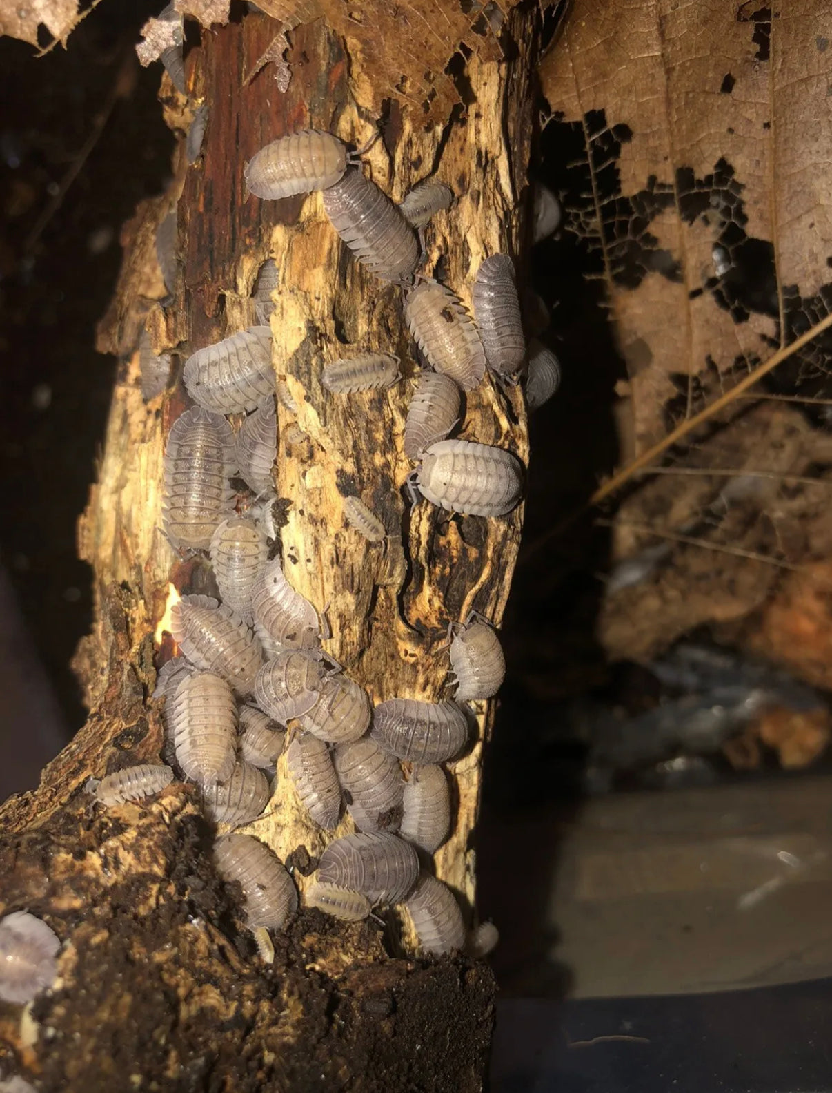 Armadillidium murina