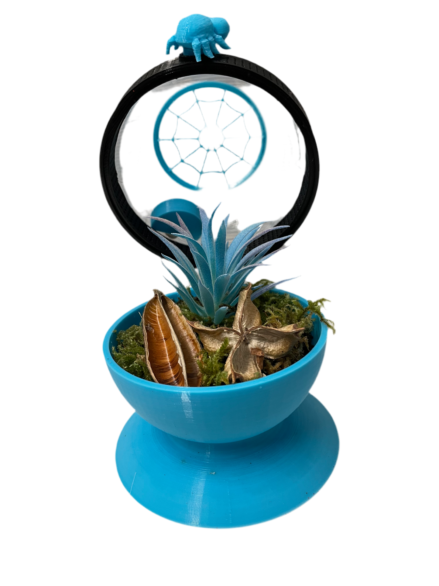 terrarium pour araignée phidippus régius forme boule