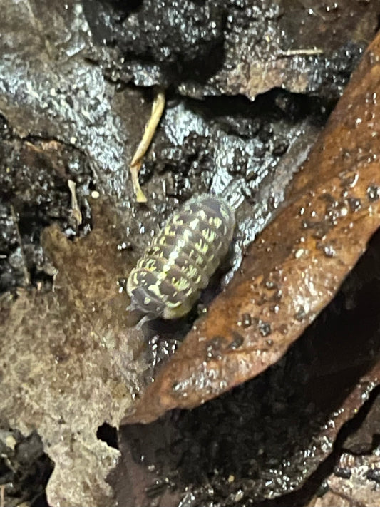 Armadilidium Versicolor slovenia