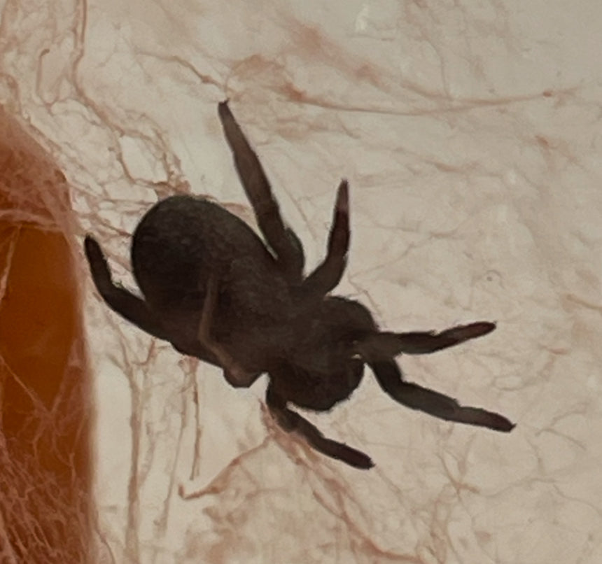 Eresus Walckenaeri (orange ring)