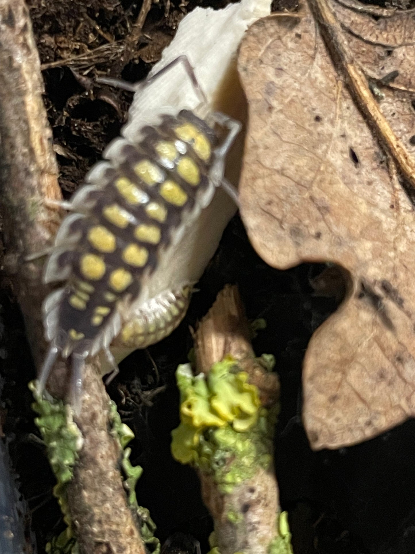 Porcellio Haasi High yellow