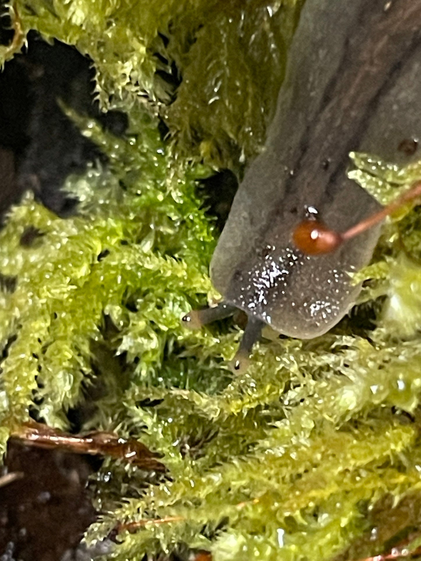 Veronicellia Sloanei
