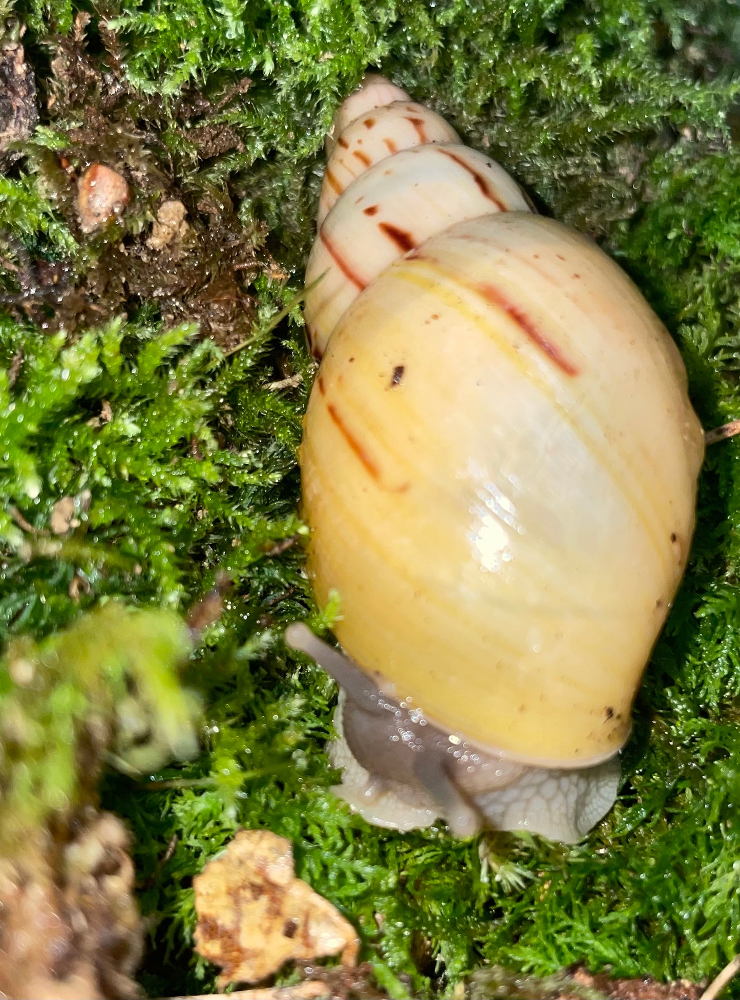 Lissachatina  Ireadelei light
