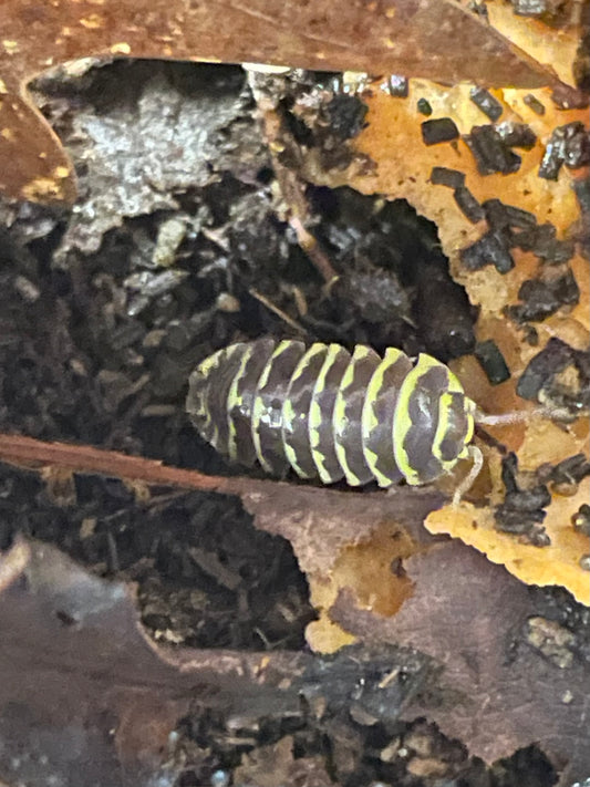 Armadilium Maculatum zébré yellow
