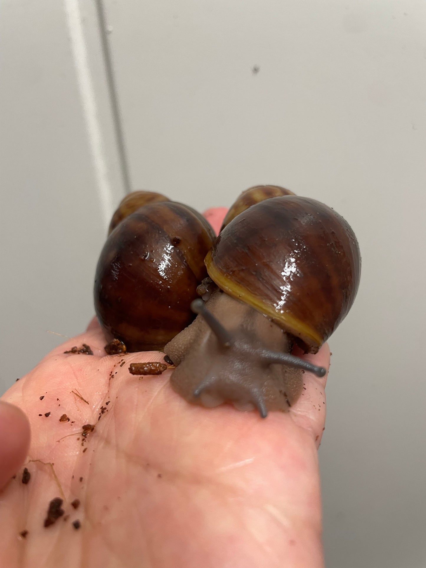 Archachatina Puylaerty pied classique