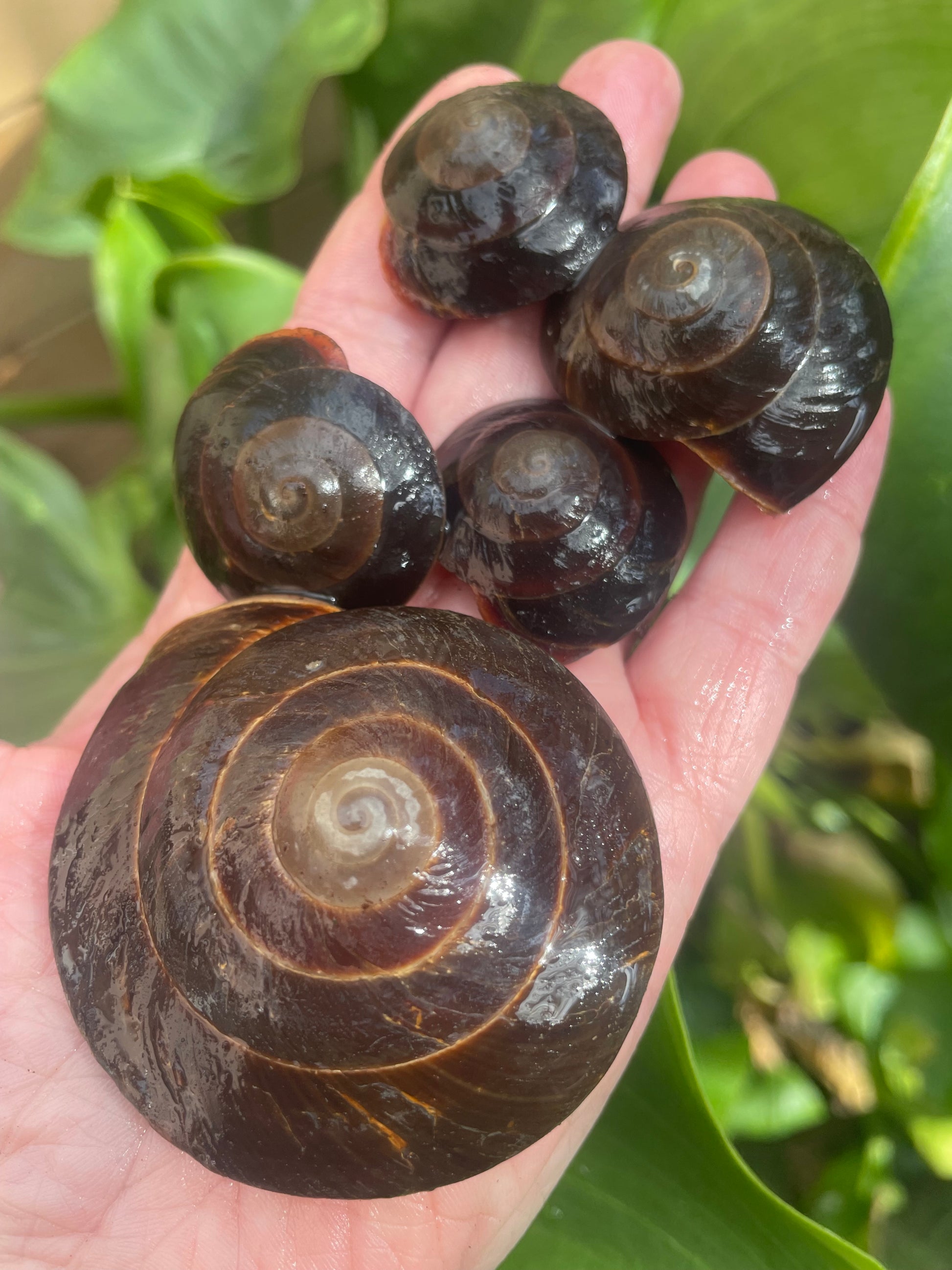 caracolus excellens