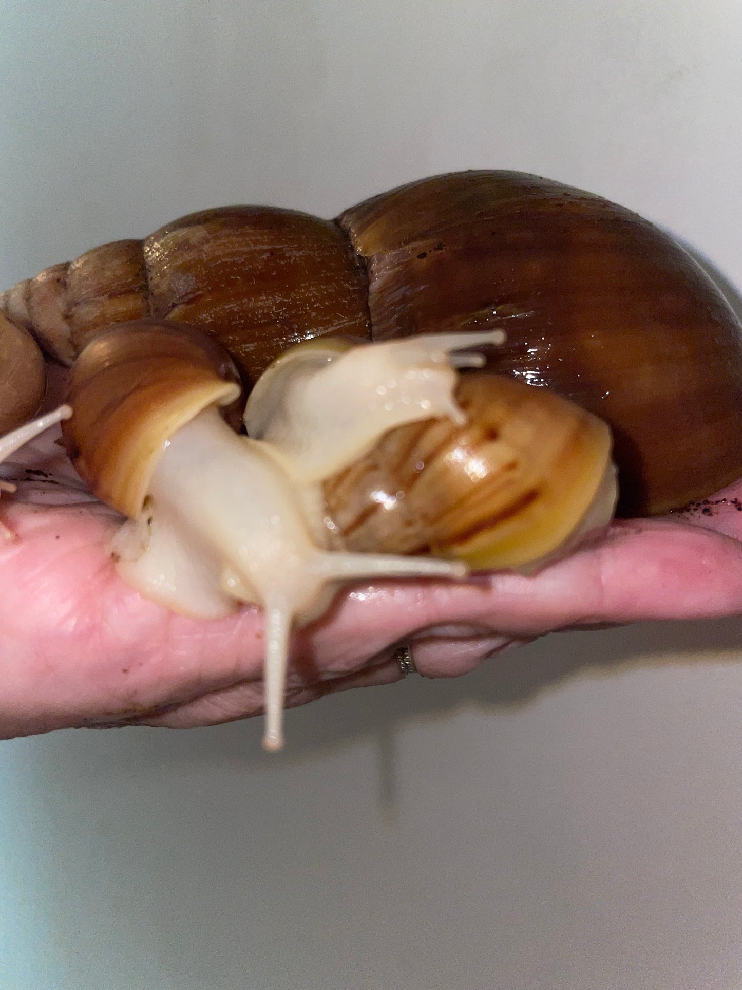 Lissachatina fulica white jade coquille clair