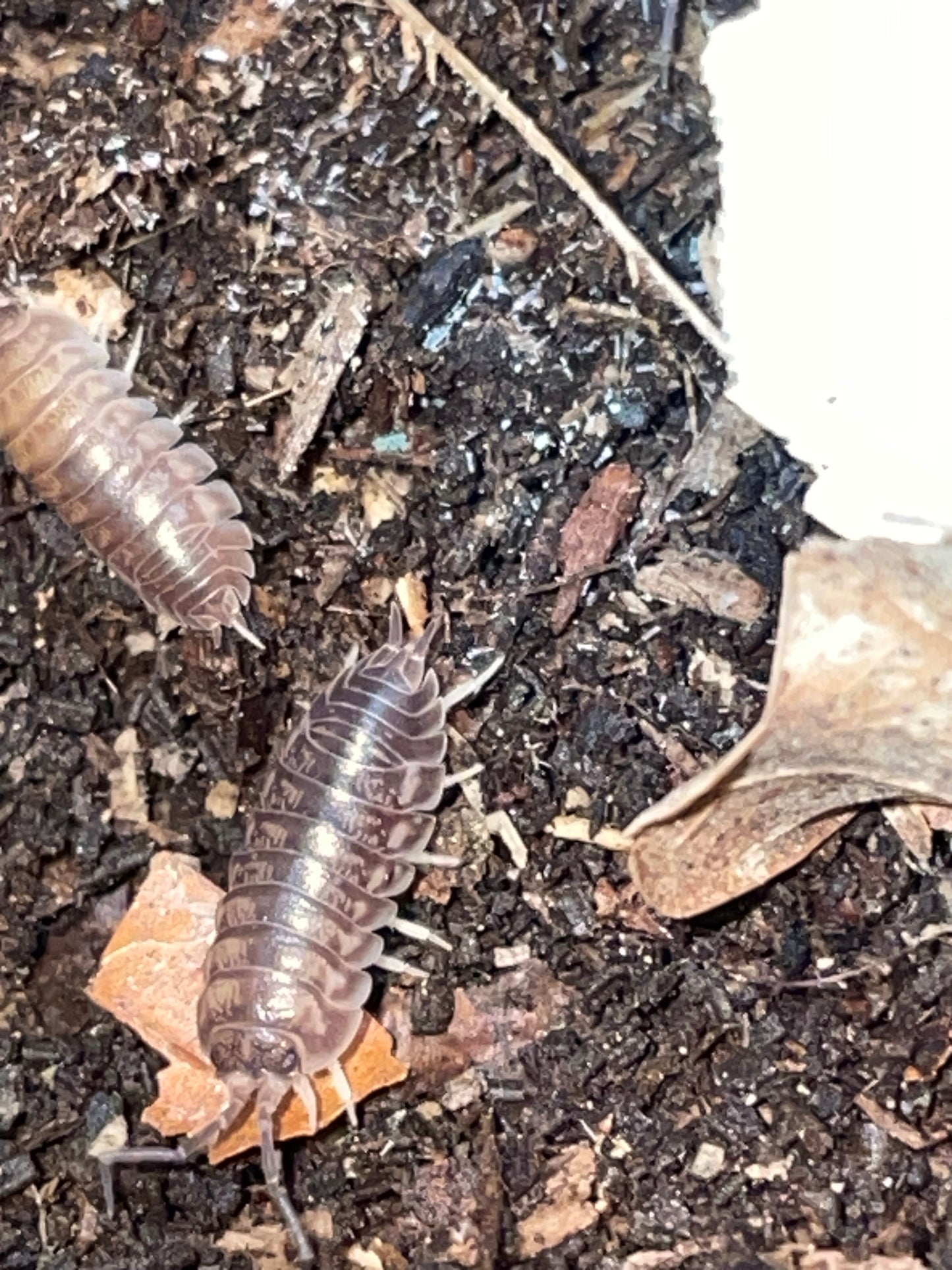 Cylisticus Conuexux