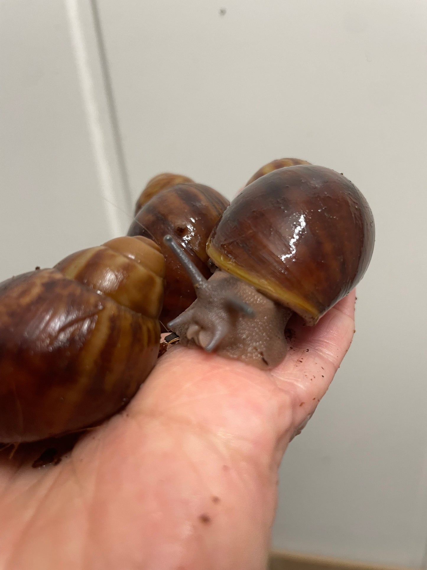 Archachatina Puylaerty pied classique