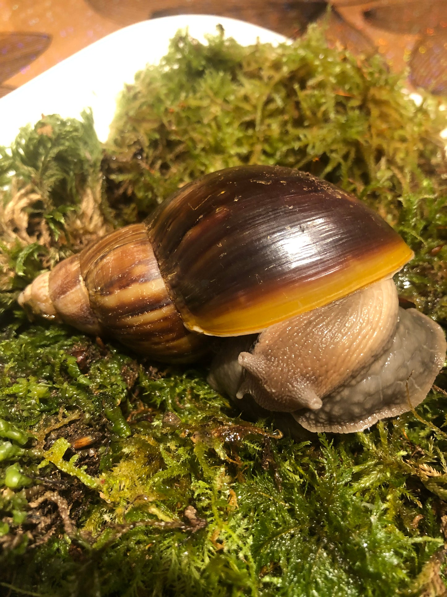 Lissachatina Fulica classique coquille sombre