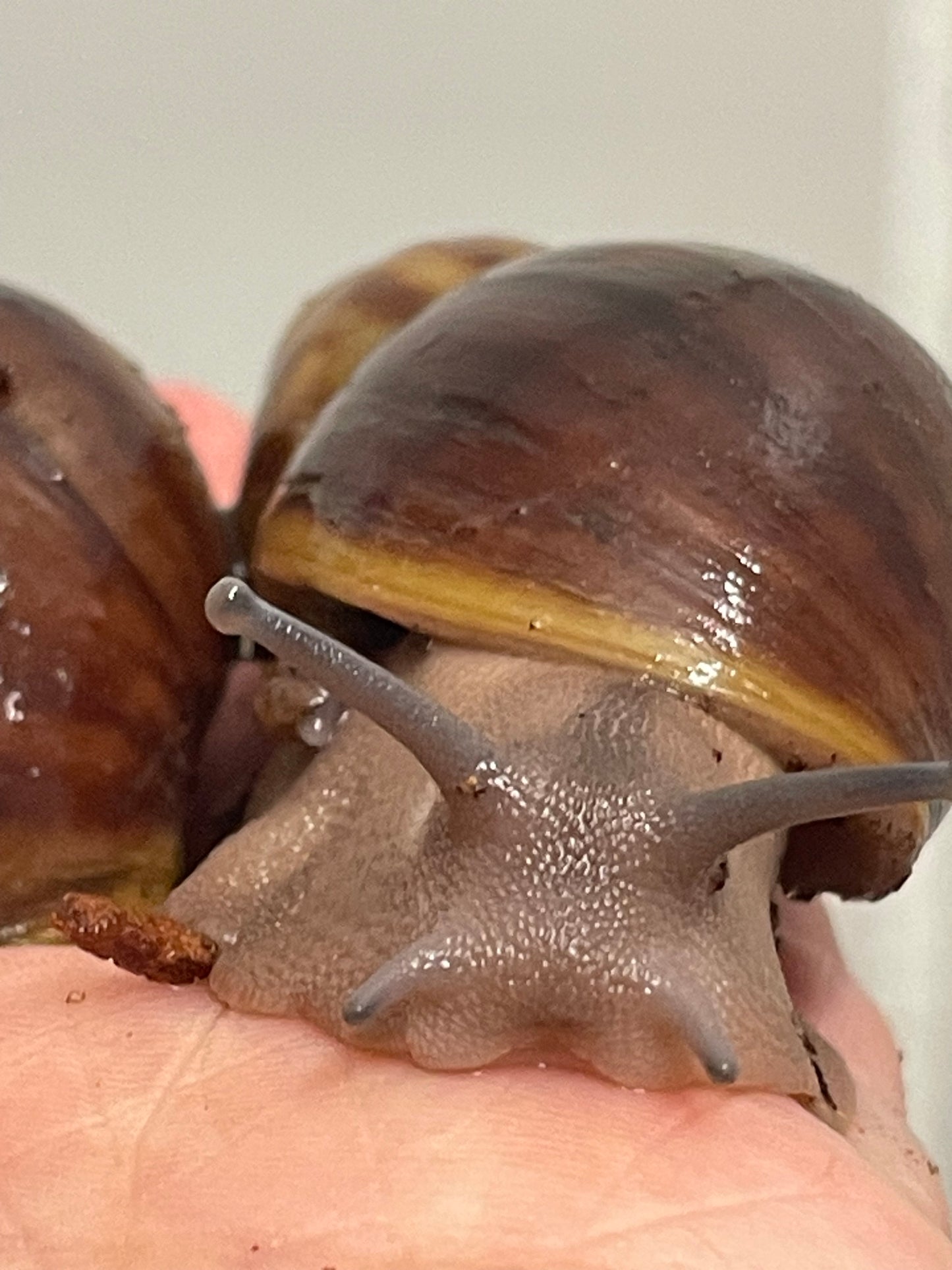 Archachatina Puylaerty pied classique