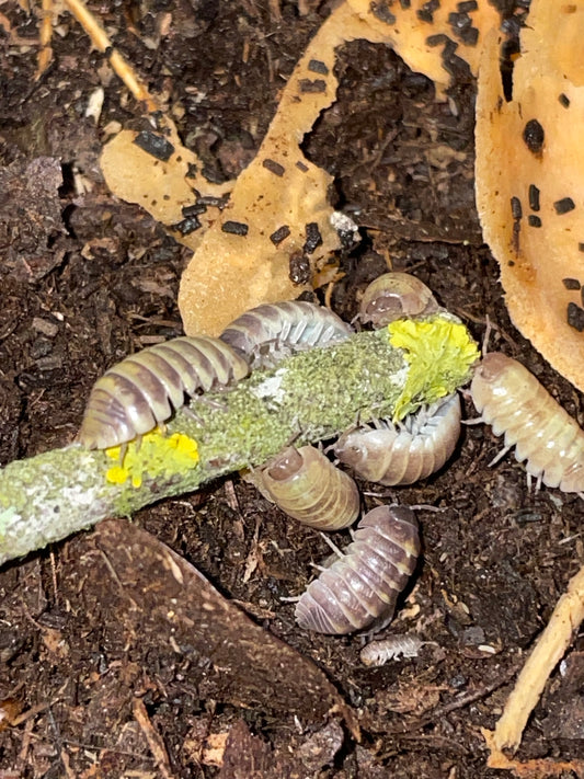 Armadilidium Badium Casteldaccia